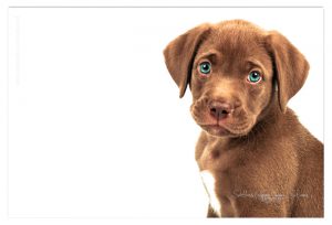 Dierenfotografie