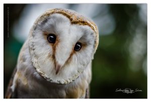 Dierenfotografie
