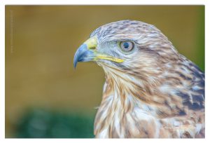 Dierenfotografie