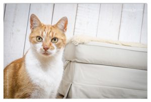 Dierenfotografie