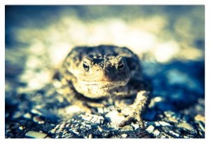 Dierenfotografie