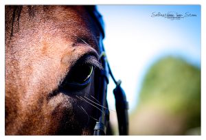 Dierenfotografie
