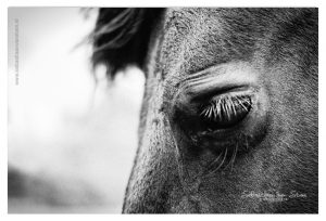 Dierenfotografie