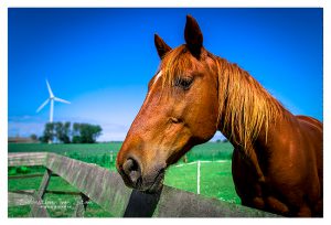 Dierenfotografie