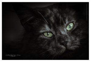 dierenfotografie