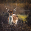 Hert Waterleidingduinen ochtend