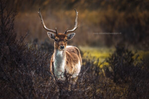 Hert Waterleidingduinen ochtend