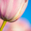 Tulp roze afdruk dibond