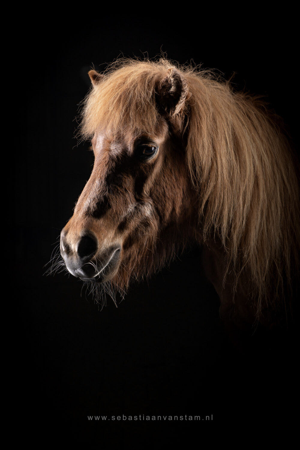 Paardenfotograaf